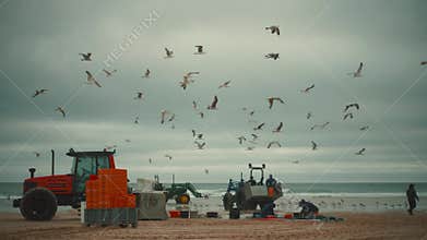 Fishermen sorting fresh catch on a beach with flying seagulls