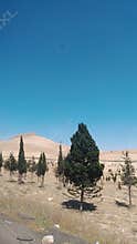 Cypress trees desert landscape Syria blue sky dry land
