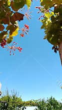 Yucca plant with long green leaves against blue sky