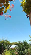 Red geranium flowers against clear blue sky with green leaves