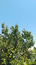 Green tree leaves against clear blue sky summer day