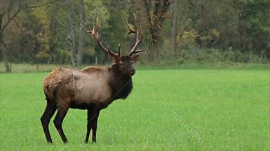Trophy-class Bull Elk