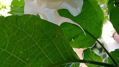 Brugmansia Leaf Macro - Angel Trumpet Plant Foliage