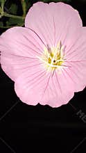 Pink Evening Primrose Flower - Macro Close Up Bloom