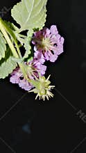 Lantana Flowers with Seeds - Purple Bloom and Foliage