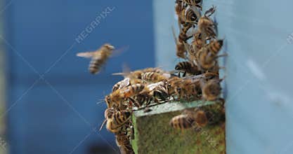 Honey bees fly near a beehive. Bees are best known to humans for their ecological roles as pollinators. Honey bees flying into