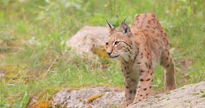The Eurasian lynx (Lynx lynx) in the forest