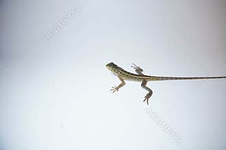 garden chameleon on white background