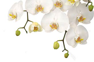 White orchid
