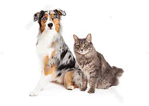 Australian Shepherd Dog and Tabby Cat