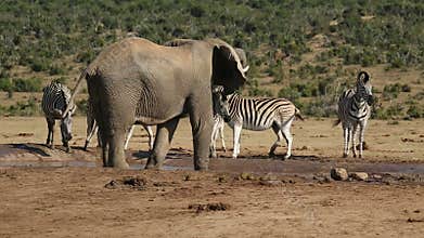 Elephant and zebras at waterhole