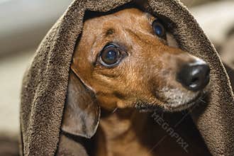 Dog under the covers