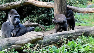 Challenging young gorillas