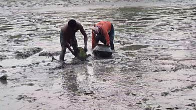 Fishermen Catching Fresh Fish From Muddy Pond Bed During Harvest