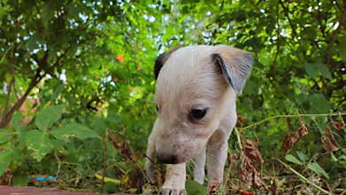 Homeless puppies on the streets of the city
