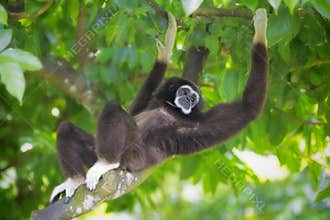Gibbon Monkey