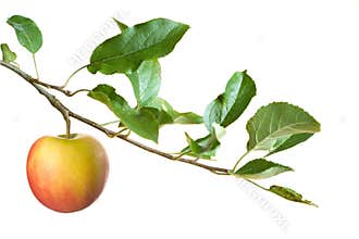Apple on a branch