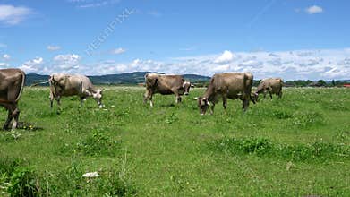 Cow pasture on the Alps