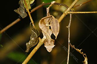 Satanic Leaf-tailed Gecko (Uroplatus phantasticus) in Ranomafana rain forest in eastern Madagascar. Red eyes and horns above eyes