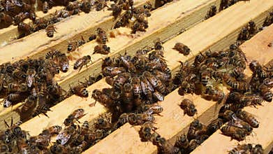 Bees working together to make honey inside beehive in garden during summer season