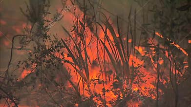 Bush fire