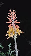 Aloe vera flower spike orange bloom