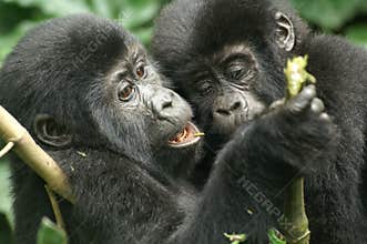 Mountain Gorillas