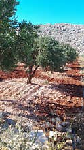Single olive tree in red soil field with rocky hill background
