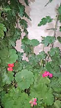 Green geranium leaves with pink flowers climbing wall
