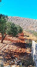 Olive trees on red soil with stone wall and mountain