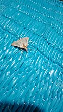 Small white moth on blue woven texture background