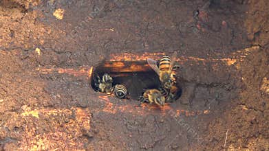 Traditional woven beehive made of straw and wood hosts active honeybees at natural entrance, karakovan, woven hive