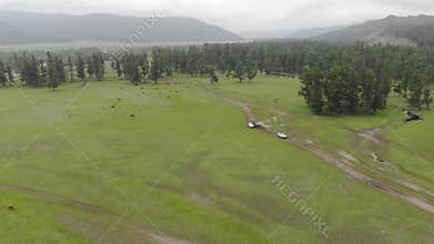Two white SUVs follow a dirt road through Siberian taiga meadow and forest clearing, vehicle, convoy, off road, driving