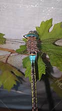 Blue-Tailed Dragonfly Perched on Grape Leaf - Top View Macro