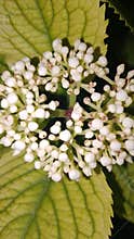 White Viburnum Buds on Green Leaf - Snowball Bush Macro