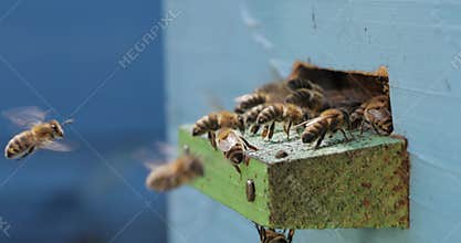 Honey bees fly near a beehive. Bees are best known to humans for their ecological roles as pollinators. Honey bees flying into