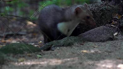Stone marten - in summer