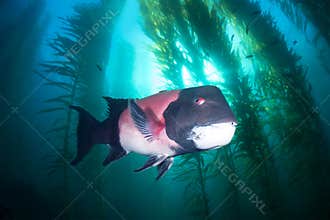 Sheephead in kelp