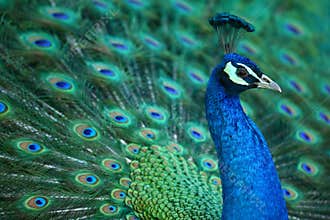 Peacock