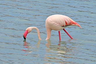 Pink Flamingo, Phoenicopterus roseus feeding in a salt pan