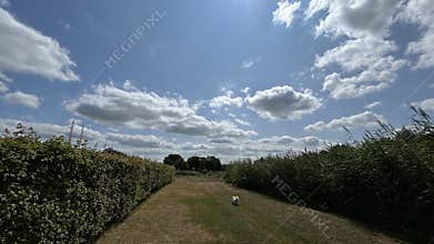 Park pathway beside trimmed hedge and tall reeds under bright blue sky