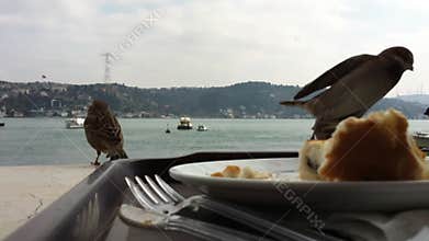 House sparrows eating bread crumbs from a table by the Bosphorus strait in Istanbul