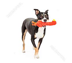 Mixed Breed Dog Running With Toy