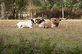 Cattle with Long Horns