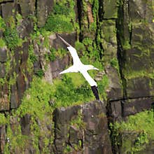 Northern Gannet at Cape St. Mary , Newfoundland, Canada