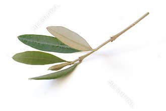 Branch of olive