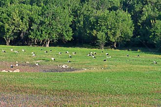Flock of storks on a green meadow in nature