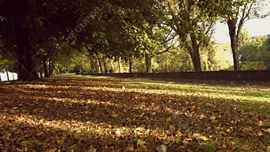 Trees in the autumnal forest