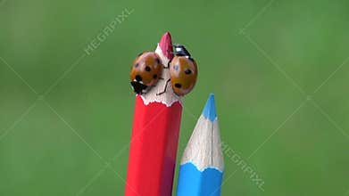Luck symbol ladybird ladybug on artist colorful pencil