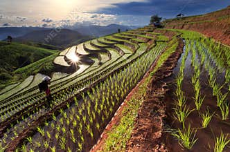 Rice fields on terraced at Chiang Mai, Thailand